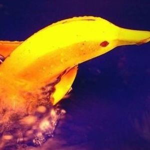 Meet your Posher, Feleke